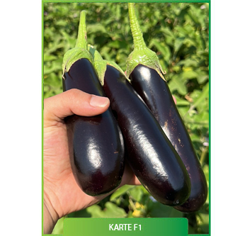 Karte F1