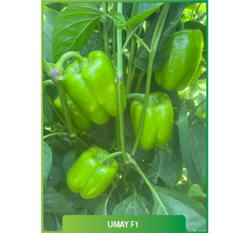 Umay F1