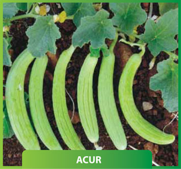 Acur