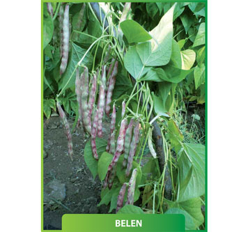 Belen