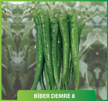 DEMRE 8