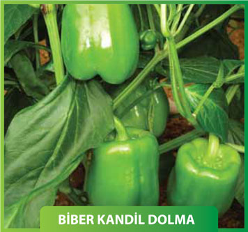 Kandil Dolma