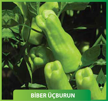 Üçburun