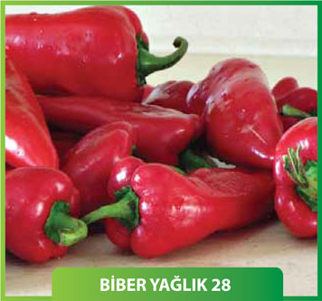 Yağlık28