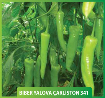 Yalova Çarliston 341