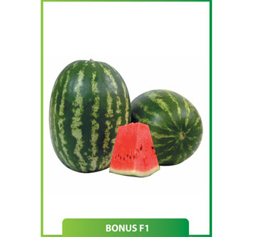 Karpuz Bonus F1