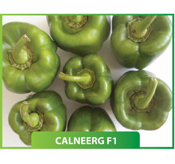 Biber Calneerg F1