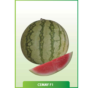 Karpuz Cemay F1