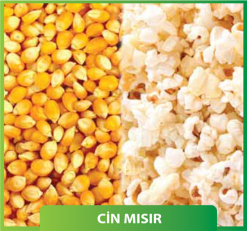 Cin Mısır