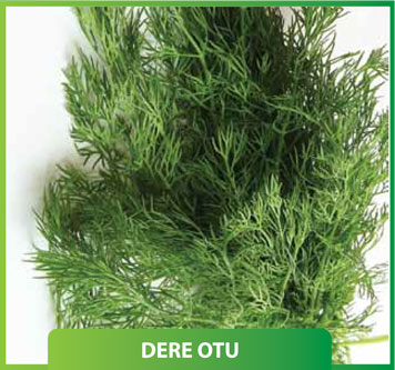 Dereotu