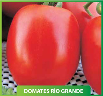 Domates Rio Grande 