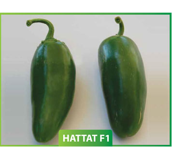 Hattat F1