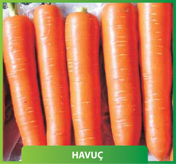 Havuç Nantes