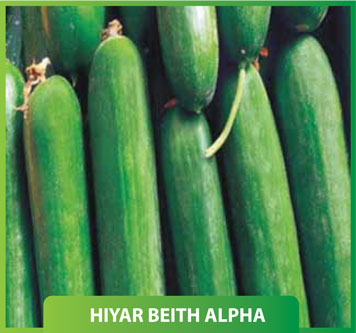 Hıyar Beith Alpha 