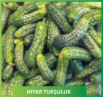Hıyar Turşuluk