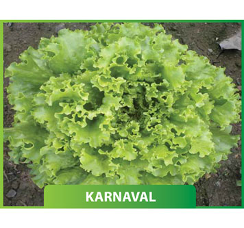 Marul Karnaval
