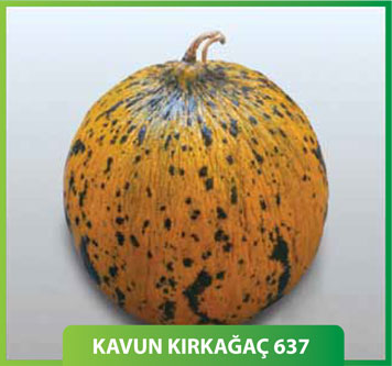 Kavun Kırkağaç 637