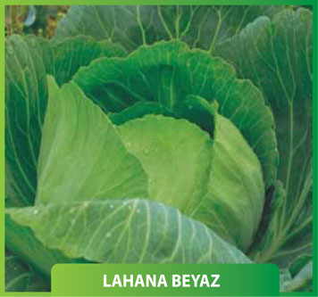 Lahana Beyaz