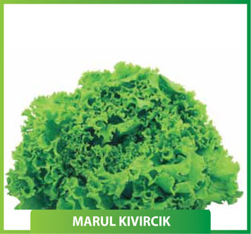 Marul Kıvırcık