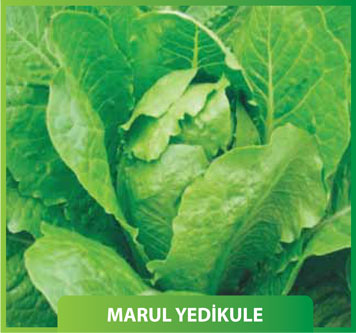 Marul Yedikule