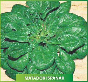 Matador Ispanak