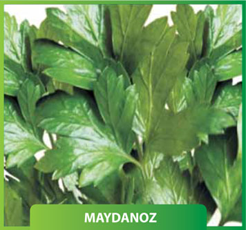 Maydanoz