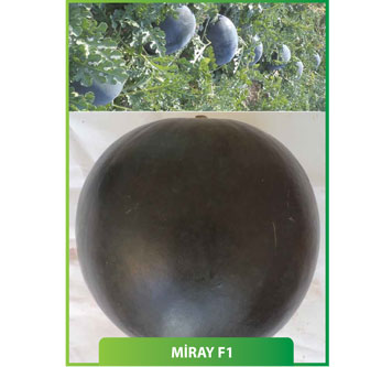 Karpuz Miray F1