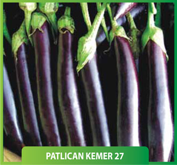 Patlıcan Kemer 27