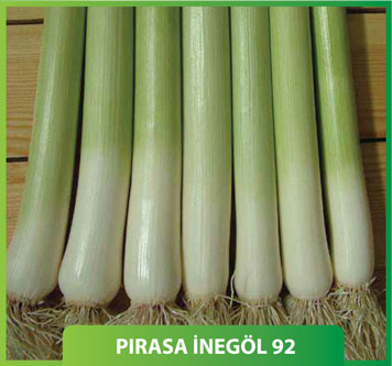 Pırasa İnegöl 92
