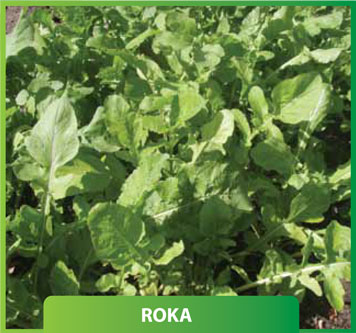 Roka