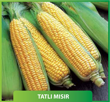Tatlı Mısır