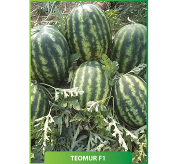 Karpuz Teomur F1