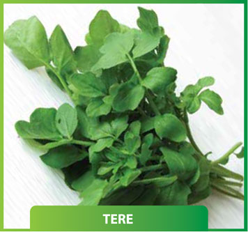 Tere