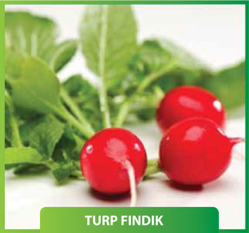 Turp Fındık