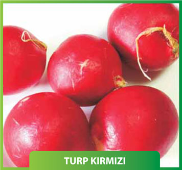 Turp Kırmızı