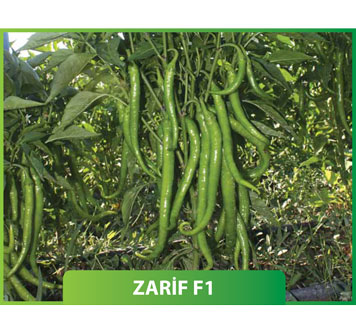 Biber Zarif F1