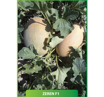 Kavun Zeren F1